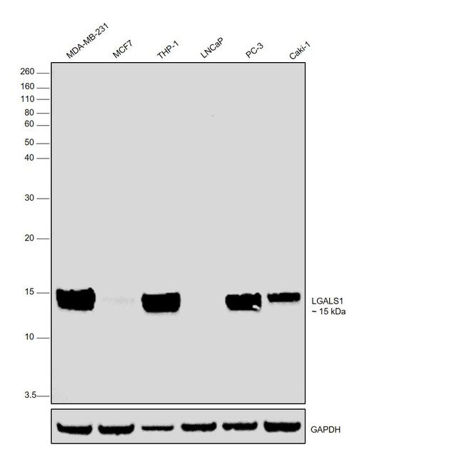 Валидация AssayVector ARM2615(4790)