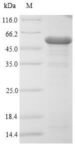 SDS-PAGE