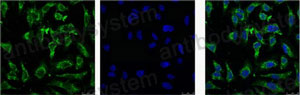 Валидация IF - AntibodySystem RHP12201 (1710)