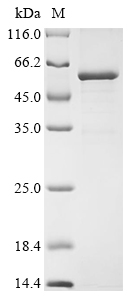SDS-PAGE