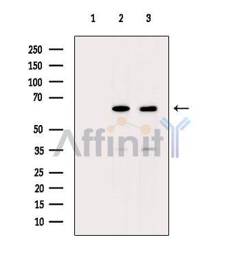 Валидация Affinity DF15333 - 11634