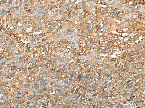 Валидация Elabscience E-AB-19489