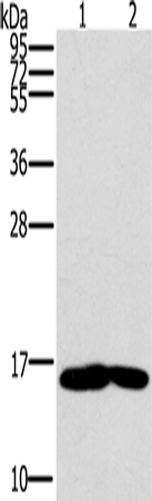 Валидация Elabscience E-AB-11417