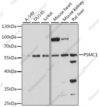 Вестерн-блоттинг, PSMC1, различные клеточные линии