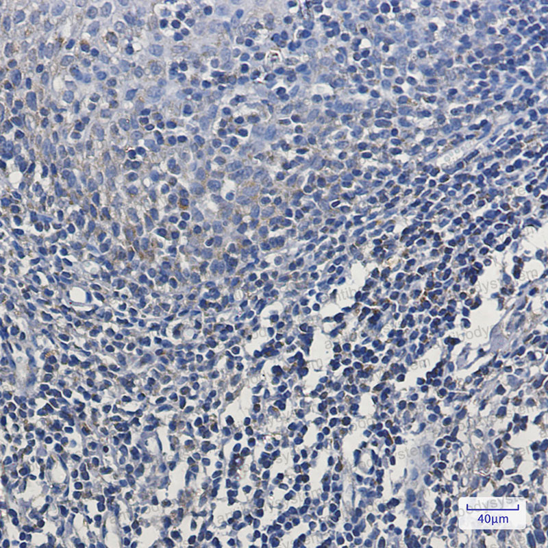 Валидация AntibodySystem RHB85703