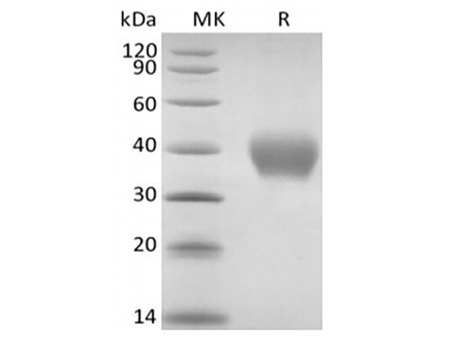 Валидация Elabscience PKSQ050116(5485)