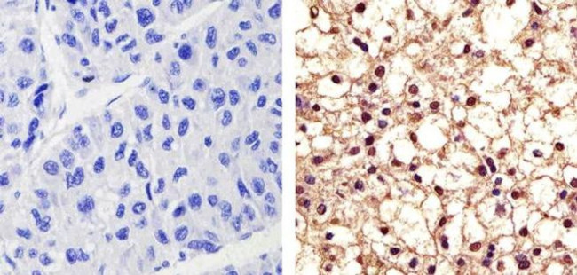 Валидация AssayVector ARM2341(4068)