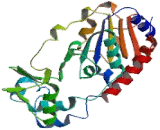 Sirtuin 3 (SIRT3) Sirtuin 3 (SIRT3)