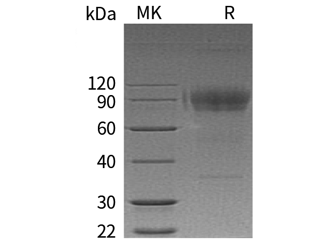 Валидация Elabscience PKSH033410(3735)