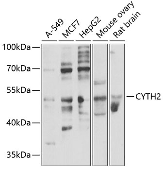 Валидация Elabscience E-AB-67814