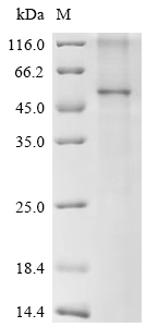 SDS-PAGE