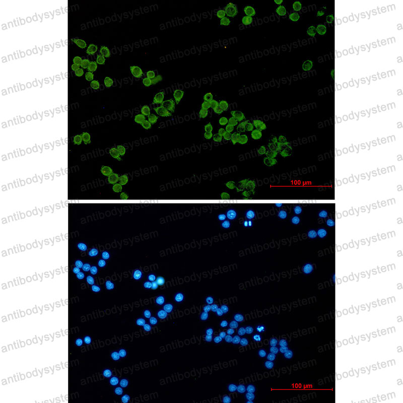 Валидация IF - AntibodySystem RHF38104
