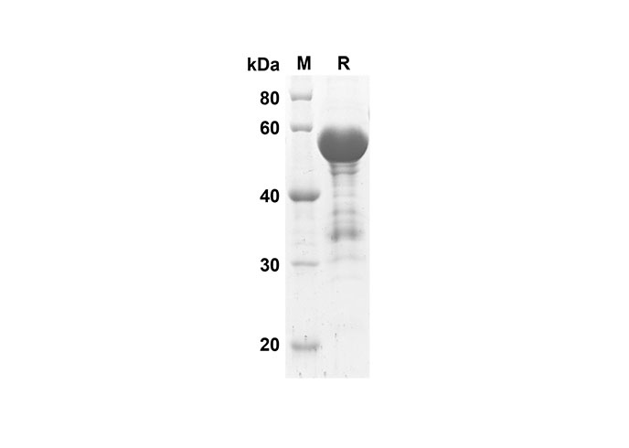 Валидация Elabscience PDEH100505(24)