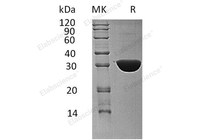Валидация Elabscience PKSH032672(3106)