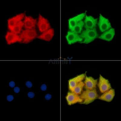 Валидация Affinity DF14965 - 11162