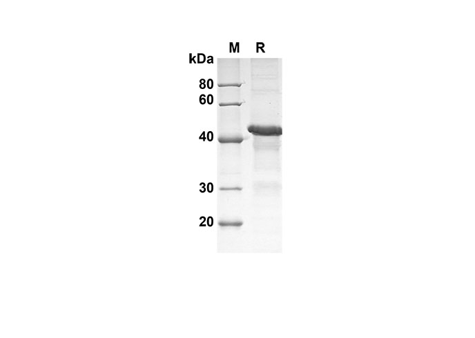 Валидация Elabscience PDEH100569(81)