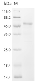 SDS-PAGE