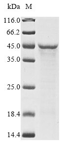 SDS-PAGE