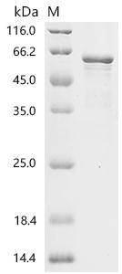 SDS-PAGE