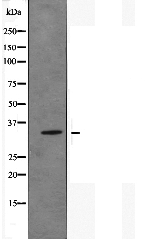 Валидация Affinity DF5020 - 16897