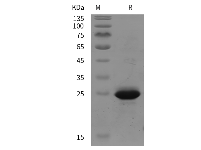 Валидация Elabscience PDEH100941(359)