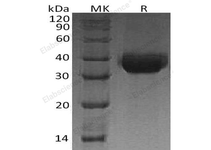 Валидация Elabscience PKSH032920(3318)