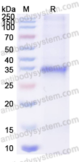 Валидация AntibodySystem YHJ21901