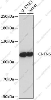 Вестерн-блоттинг, CNTN6, различные клеточные линии