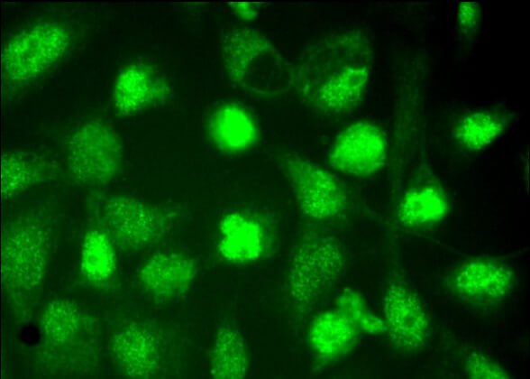 Валидация AssayVector ARM1013(40)