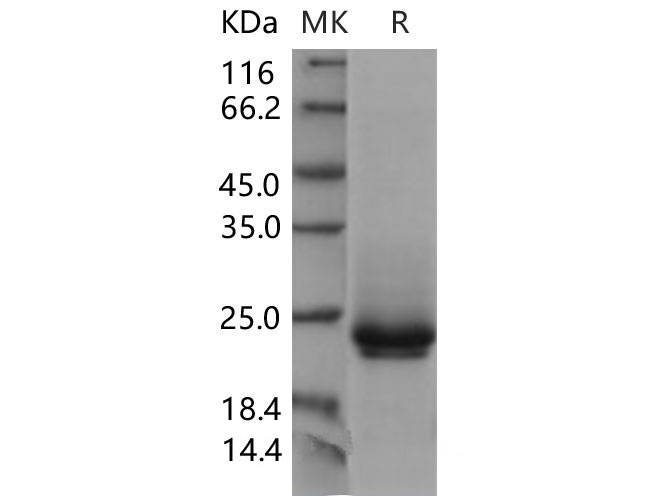 Валидация Elabscience PKSM040609(4595)