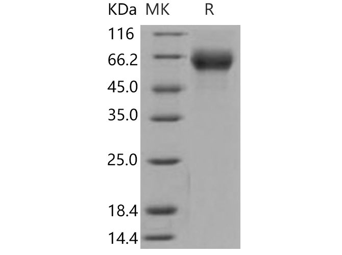 Валидация Elabscience PKSM040810(4774)