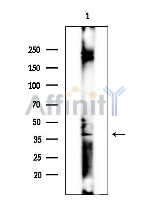 Валидация Affinity AF3745 - 2035