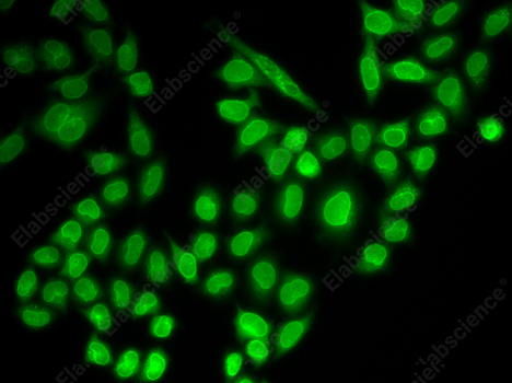 Иммунофлуоресценция, RANGAP1, клетки MCF-7