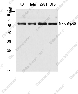 Вестерн-блоттинг, NFκB-p65, клетки KB, HeLa, 293T, 3T3