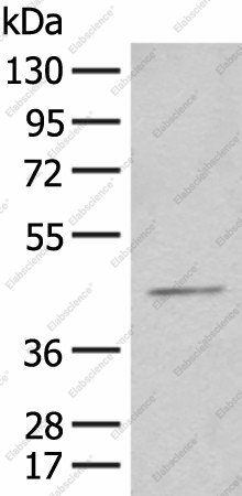 Вестерн-блоттинг, HENMT1, клетки HEPG2