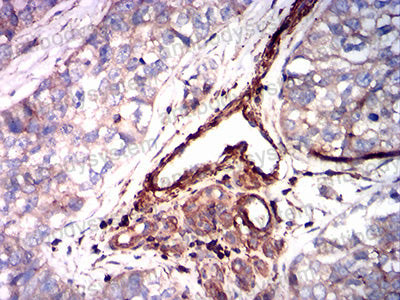 Валидация AntibodySystem RHF52706 (2546)