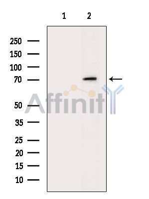 Валидация Affinity DF15543 - 11941