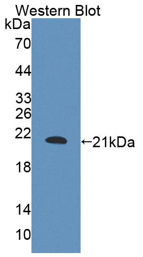 58325
