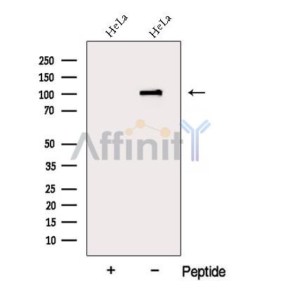 Валидация Affinity DF12934 - 7689
