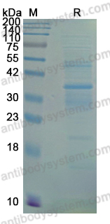 YHB34902, SDS-PAGE