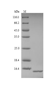 SDS-PAGE
