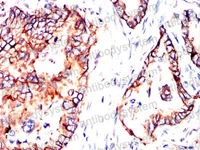 Валидация AntibodySystem RHA52803 (155)