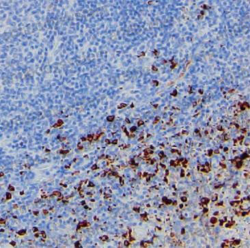 Валидация AntibodySystem RHN51901