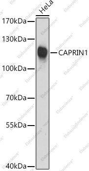 Вестерн-блоттинг, CAPRIN1, клетки HeLa