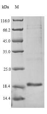 SDS-PAGE