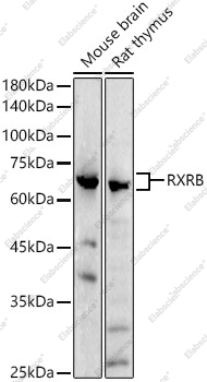 Вестерн-блоттинг, RXRB, различные клеточные линии