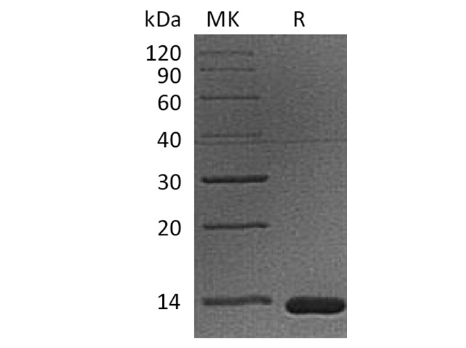 Валидация Elabscience PKSQ050038(5409)