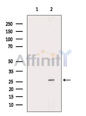 Валидация Affinity DF14344 - 10248