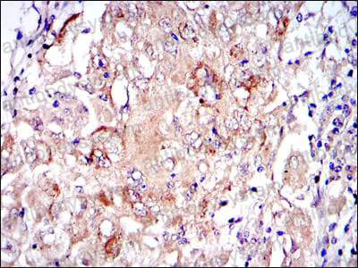 Валидация AntibodySystem RHH27001