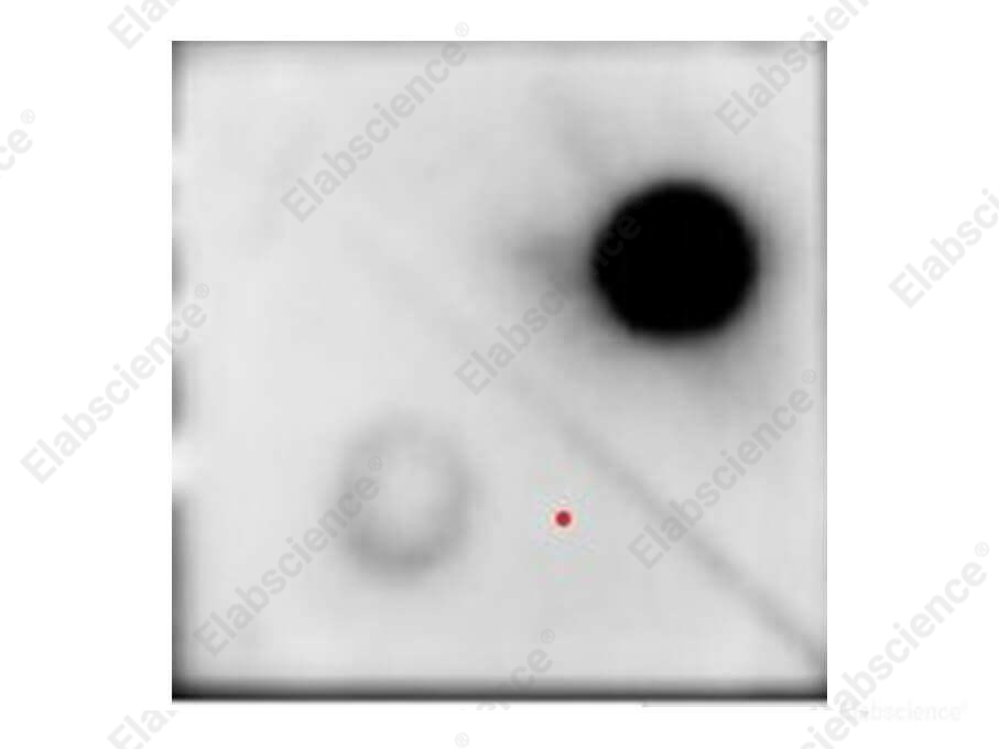 Дот-блоттинг, m6A, геномная ДНК E. coli